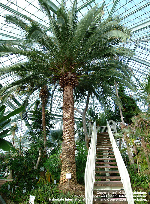 函館市熱帯植物園