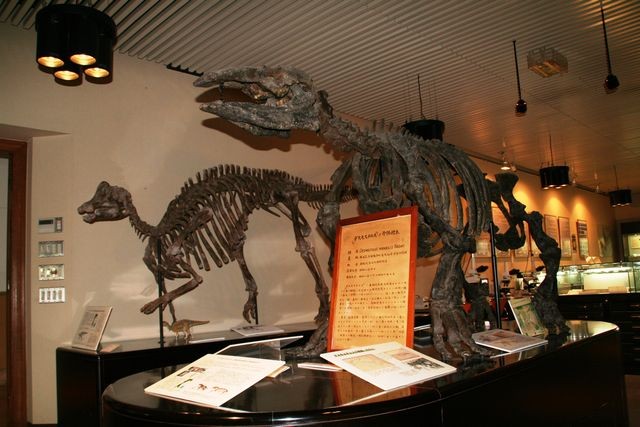 北海道大学総合博物館