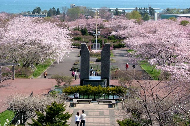 オニウシ公園の桜