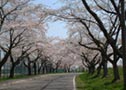 大野川沿い桜並木