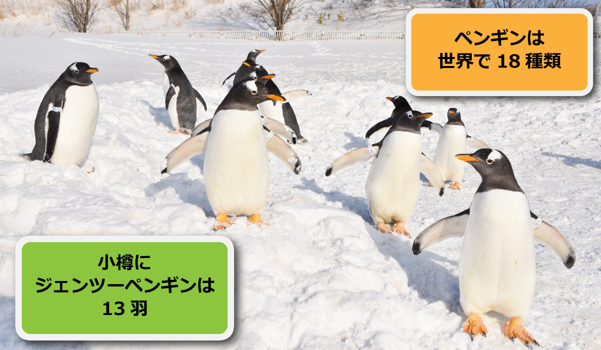 ペンギンは世界で18種類。小樽にジェンツーペンギンは13羽。