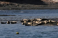 ゴマフアザラシ