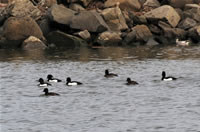 キンクロハジロ