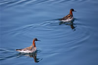 アカエリヒレアシシギ