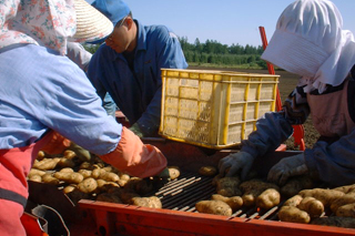 ジャガイモの選別