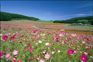 秋の花　コスモス