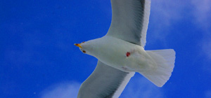 北海道の航路船