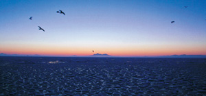 海上遊覧船紹介