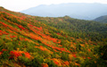 銀泉台の紅葉