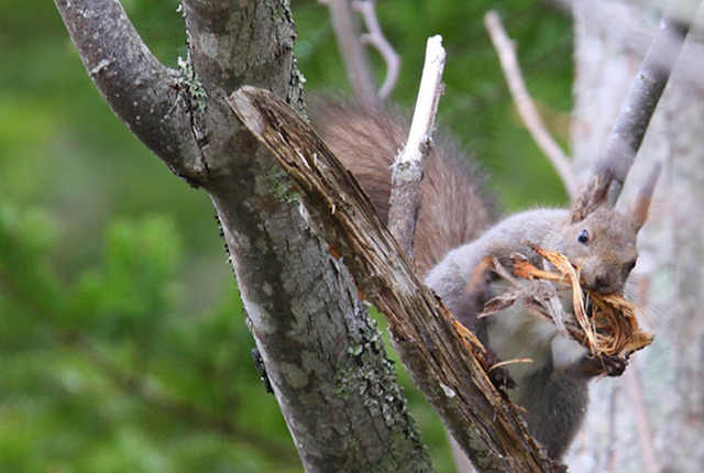 光の森のハイキング