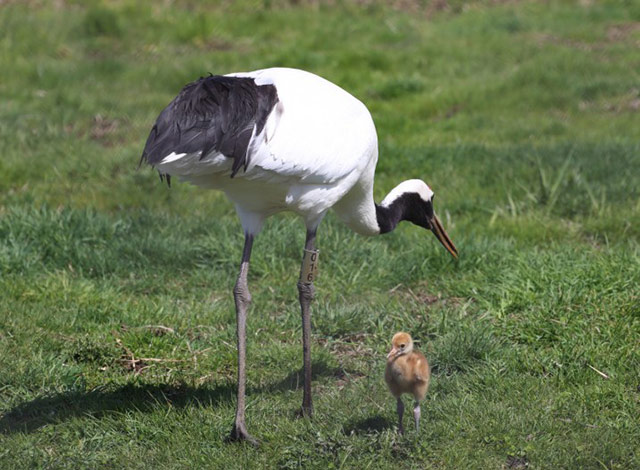 特別天然記念物のタンチョウ鶴