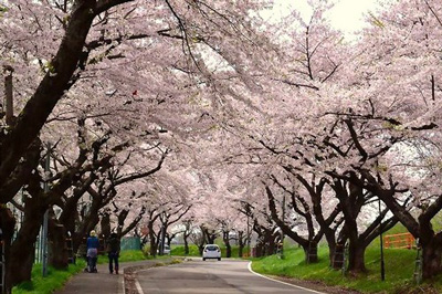 Cherry blossoms corridor,北斗市桜回廊